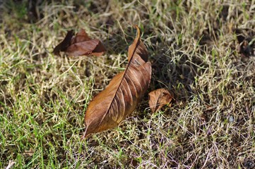 落ち葉