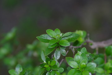 ザクロと思われる樹木の葉