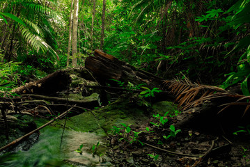 The abundance of rainforests with dead wood and verdant moss