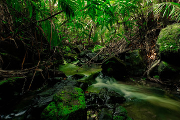 Small streams flow through abundant tropical forests in forest of Thailand,Phang Nga,Koh Yao Yai