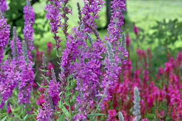 Obraz premium Purple flowers