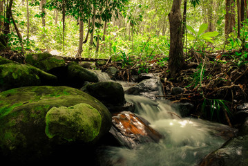 stream in forest