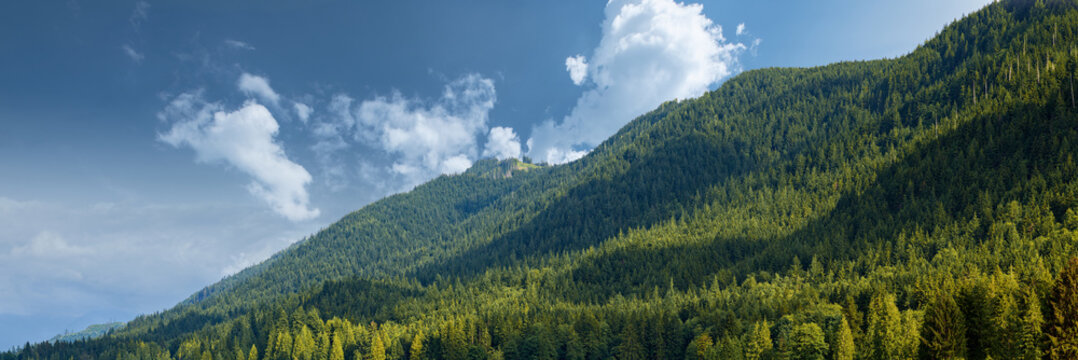 Bosco di pini in montagna con cielo sereno, declivi e panorama