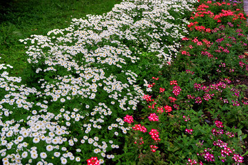flowers in the garden