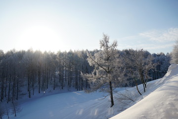 Snowy Forest with few trees in the front on sunny day