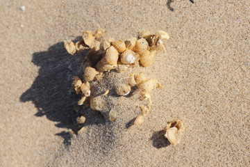 shells on the beach