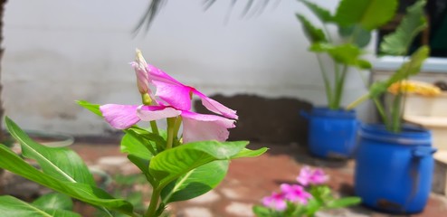 bouquet of flowers in vase on white background