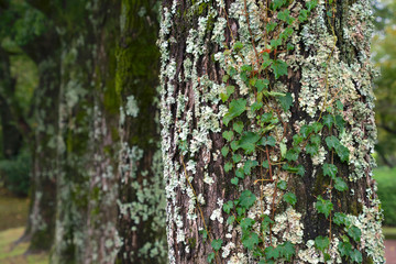 植物が覆う木