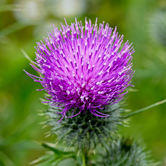Purple thistle flower, Gloucestershire, England, UK.