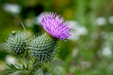 Purple thistle flower, Gloucestershire, England, UK.