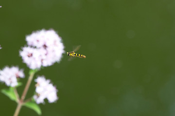 Hoverfly in flight, Gloucestershire, England, UK.