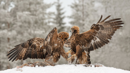 Two Golden eagles fight over a carcass