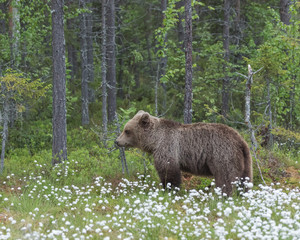Brown bear (Ursus arctos) walking on a Finnish bog in the middle of the cotton grass