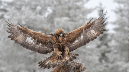 Golden eagle landing near a frozen racoon carcass