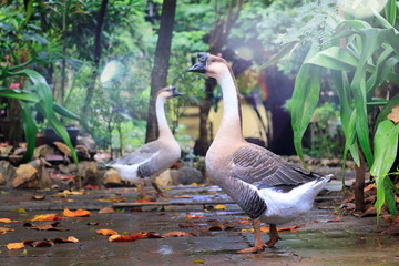 Fototapeta premium Close-up of geese in the garden.