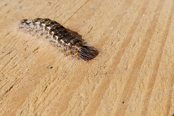 Tussock moth hairy caterpillar with black body and yellow dot pattern on it creeping on wooden surface in daylight sunshine.