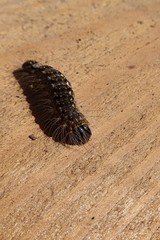 Tussock moth hairy caterpillar with black body and yellow dot pattern on it creeping on wooden surface in daylight sunshine.