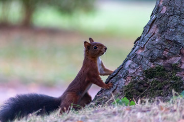 Eurasisches Eichhörnchen auf Futtersuche sorgt für den Winter vor und legt einen Vorrat aus Nüssen und Eicheln an und versteckt diese im Herbst für die kalte Jahreszeit und seinen Winterschlaf © sunakri