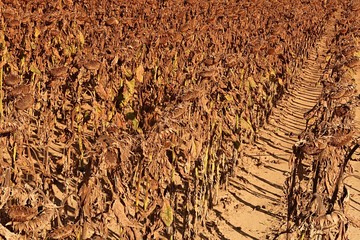 Agricultural field with lines of dried sunflowers during early autumn season, before harvesting,...