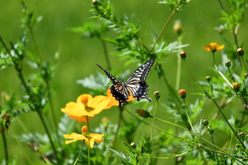 コスモスとチョウ