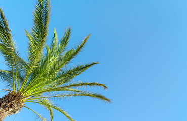 Green Palm Tree against a clear blue sky.