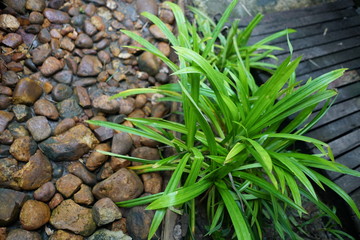 Pandan leaf plant growing in the nature