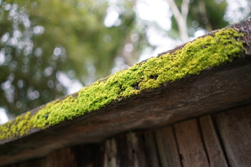 Beautiful green moss on the timber