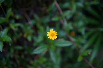 Beautiful yellow flowers on a green background