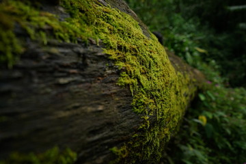 Beautiful green moss on the timber