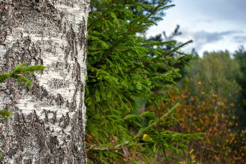 White birch bark close-up on the background of fir trees in the autumn forest. Blue sky and dark clouds in the autumn forest. Chimneyed spruce and yellow birch leaves.