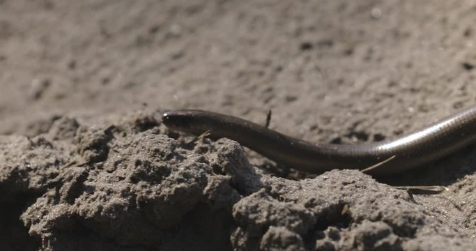 Anguis Fragilis Is A Legless Lizard Reptile Native To Eurasia. Deaf Adder, Slowworm, Blindworm, Long-cripple. These Legless Lizard Are Also Sometimes Called Common Slow-worm. Belarus