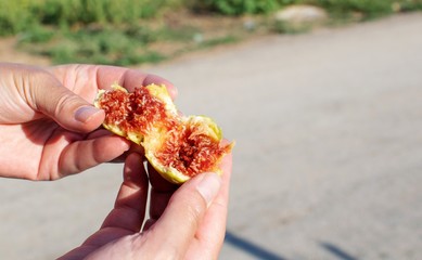 Fototapeta na wymiar Woman's hands are breaking a juicy freshly gathered fig.