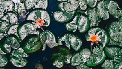 Lotus flower or water lily in pond Nature concept background.