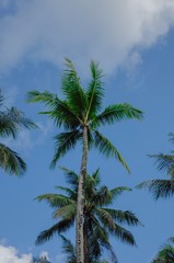 Fototapeta na wymiar Tropical palm trees against blue sky background. Low angle view.