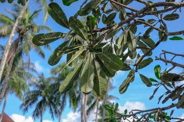 Close-up shot of plumeria tree and flowers in tropical garden 