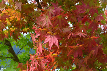 The leaves of the trees are beginning to turn red.
