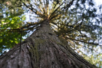 Mount Baker, Washington