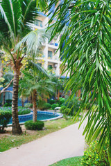 Fototapeta na wymiar Tropical palm leaves and walkway, street in tropical city. Free copy space.