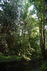 Mount Baker, Washington