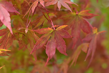 The leaves of the trees are beginning to turn red.