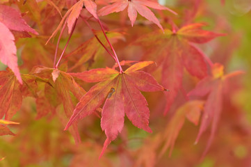 The leaves of the trees are beginning to turn red.