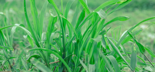 Long green grass