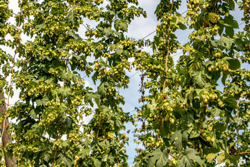 Hop field before the harvest. Rows of hops on rope against blue.