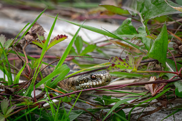 Serpent