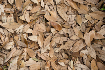 Dry leaves fallen to the ground. Close up. Horizontal shot.