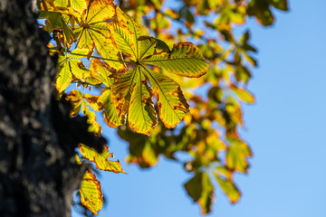 Goldener Herbst zeigt sich mit leuchtenden Blättern einer Kastanie im Gegenlicht und Sonnenschein von seiner schönsten Seite und lädt zum Spazierengehen mit der Familie und genießen ein