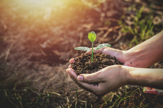 Tree planting on volunteer family's hands for eco friendly and corporate social responsibility campaign concept