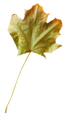 Autumn maple branch with leaves  isolated on  background