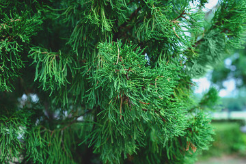Thuja tree branches, thuja occidentalis evergreen coniferous tree.