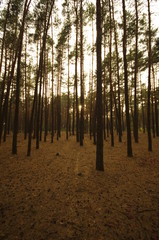 sunset in the forest